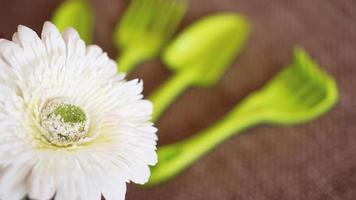 Gardening background. Gardening tools and flowers photo