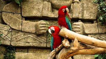 Two red parrots macaw on a branch. Jungle background photo