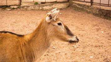 A female deer at the zoo. Deer on a background of sand photo