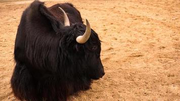 Black domestic yak bull. Himalayan animal. Sand on the background photo