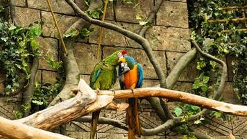 Parrot blue and yellow macaw on a tree branch. Jungle background. photo