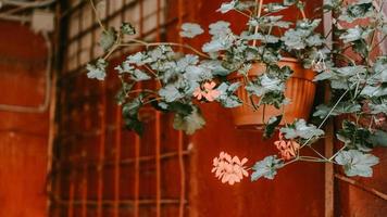 flores de primer plano en el antiguo patio rojo. Minsk, Bielorrusia foto