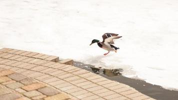 Ducks walk on melting ice. The frozen ice photo