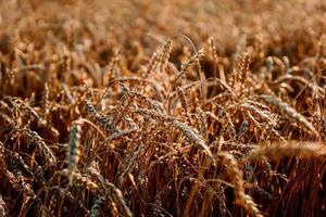 espigas de trigo. campo de trigo de verano. fondo natural natural foto