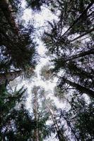 Bottom view of trees in pine forest in autumn. Dark pine forest