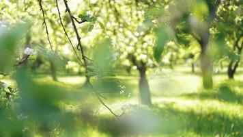 Beautiful spring park - bright green colors photo