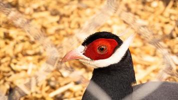 White eared pheasant in a cage. Birds at the zoo or farm photo