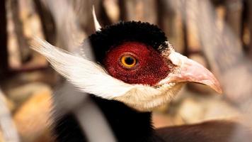 White eared pheasant in a cage. Birds at the zoo or farm
