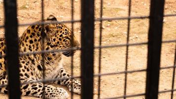 A wild leopard lies on the sand. Leopard in a zoo cage