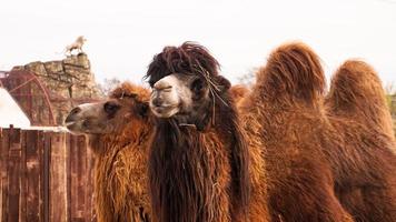 Close up photo of two camels heads. Animals in the zoo