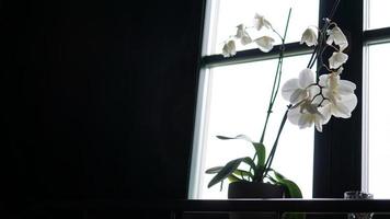 maceta cerca de una ventana grande. orquídea blanca en el alféizar de la ventana foto