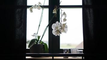 maceta cerca de una ventana grande. orquídea blanca en el alféizar de la ventana foto