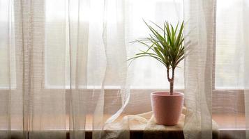 Palm tree in flowerpot on windowsill at home photo