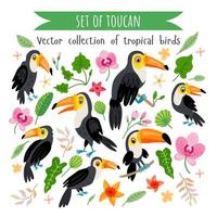 Vector set of toucans isolated on white