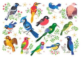 conjunto de aves del bosque. vector de dibujos animados pájaros cantores