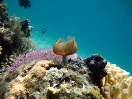 Beautiful coral reefs of the Red Sea photo