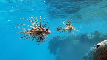 Lion Fish in the Red Sea photo