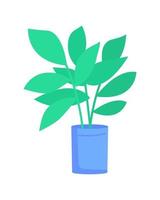Planta de ficus elastica en maceta azul objeto de vector de color semi plano