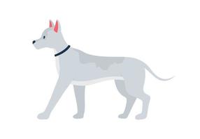 Grey dog with prick ears semi flat color vector character