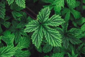 Stinging nettle leaves as background. Beautiful texture of nettle photo