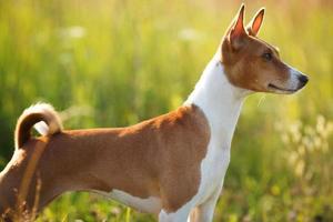 Red dog standing and looking somewhere photo