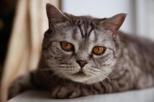 Purebred cat lying on the windowsill photo