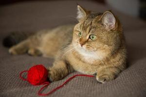 Purebred cat lies with a red ball of thread photo