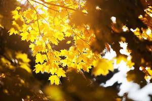 Yellow maple leaves on the branches in autumn photo