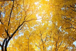 Crowns of trees with yellowed leaves photo