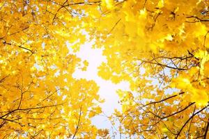 Branches of trees with yellowed leaves