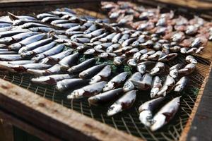 Little fish are dried in the sun photo