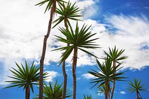 Tall palm trees