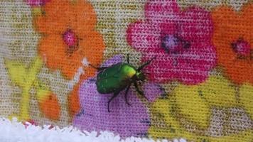 grande scarabeo rosa brillante verde sugli asciugamani sbarcati in croazia. video