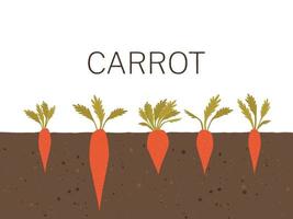 Carrot bed in flat style with texture vector