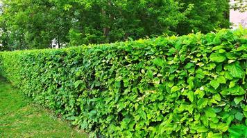 Ornamental shrubs. A wall of green bushes. photo