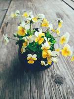 Yellow viola flowers in blue ceramic cup, on wooden veranda background. Still life in rustic style. Close up view. Summer or spring in garden, countryside lifestyle concept. Vertical image