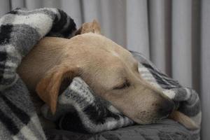 Tired dog sleeping under blanket on ottoman photo