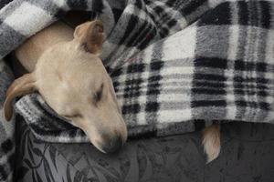 Tired dog sleeping under blanket on ottoman photo