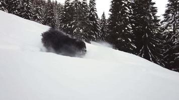 schwarzer Schäferhund im Neuschnee springt und hat Spaß video