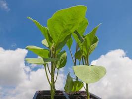 Plug aubergine plant photo