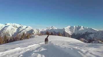 ein bergamasco schäferhund läuft im schnee video