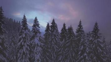 Dusk among snow-covered fir trees video