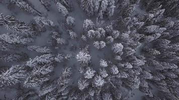 schneebedeckte Bäume video