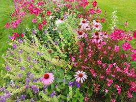 Flowers in garden photo