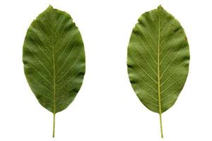 Walnut leaf isolated photo