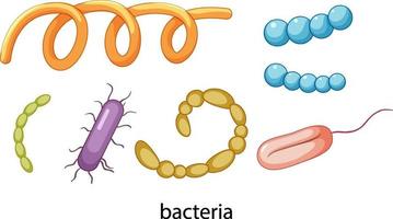 Conjunto de iconos de bacterias aislado sobre fondo blanco. vector