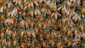 Nahaufnahme eines Bienenschwarms, der an einer Wabe arbeitet.