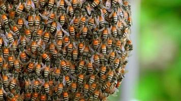 Closed-up shot of swarm of bees working on a honeycomb. video