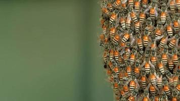 Closed-up shot of swarm of bees working on a honeycomb. video