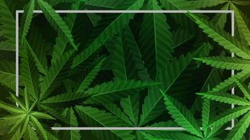 Rectangular frame decorated with cannabis foliage vector